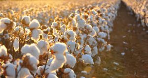 organic-cotton-field