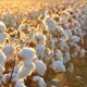 organic-cotton-field