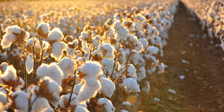 organic-cotton-field